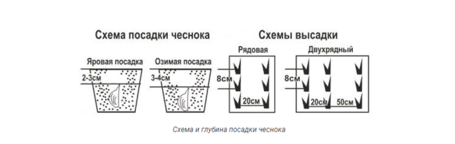 Глубина расстояние. Посадка озимого чеснока схема посадки. Схема и глубина посадки озимого чеснока. Схема высадки озимого чеснока. Схема посадки озимого чеснока в Подмосковье.