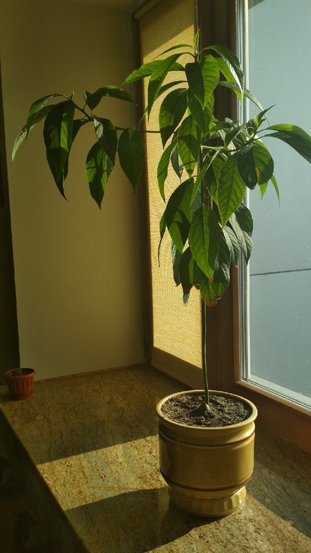 Дерево авокадо фото в домашних условиях выращивание