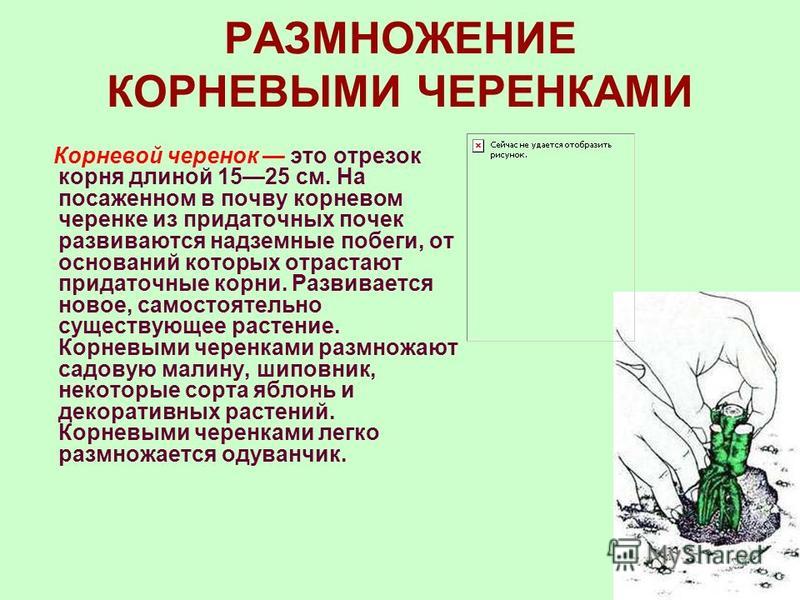 Описание процесса размножения. Вегетативное размножение корневыми черенками. Вегетативное размножение растений стеблевыми черенками. Вегетативное размножение стеблевым черенком. Описание размножения черенками кратко.