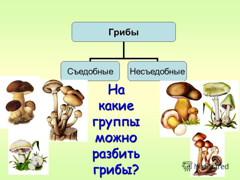 Подпиши грибы