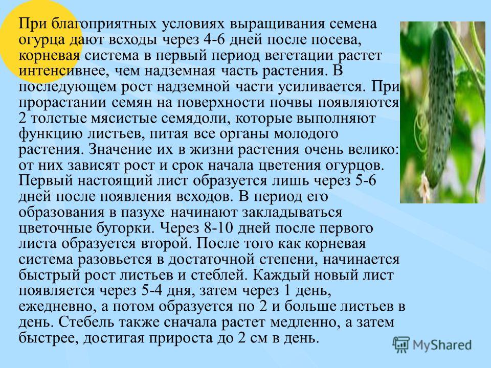 Вегетационный период это. Период вегетации огурца. Период вегетации у огурцов. Огурец вегетационный период. Срок вегетации огурцов.