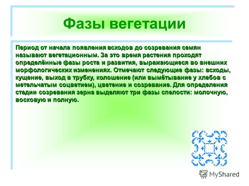 Вегетационный период это. Период вегетации. Период вегетации у растений что это. Вегетационный период растений что это такое. Вегетативный период растений это.