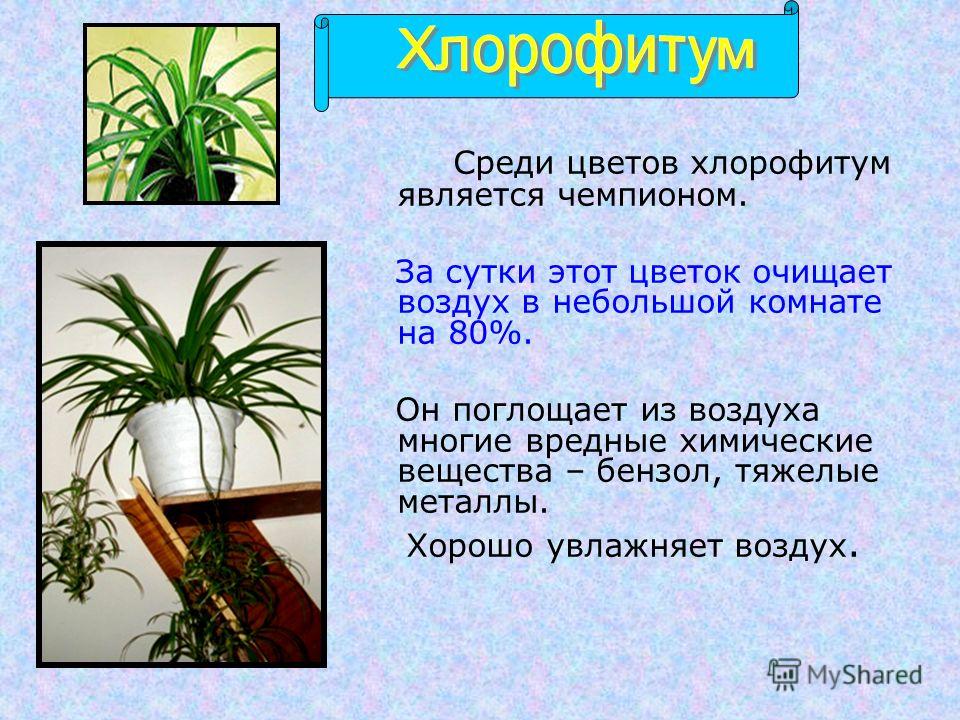 Хлорофитум польза. Растение хлорофитум. Цветок чистит воздух хлорофитум. Презентация на тему хлорофитум. Хлорофитум очищает воздух.