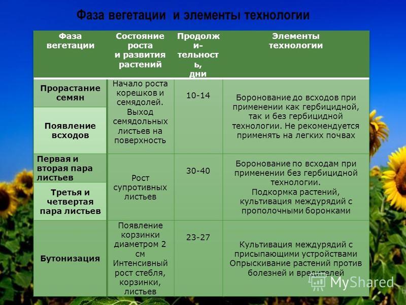 Сколько длится вегетационный период. Стадии вегетации растений. Фазы вегетации трав. Фазы развития трав. Вегетационный период растений что это такое.