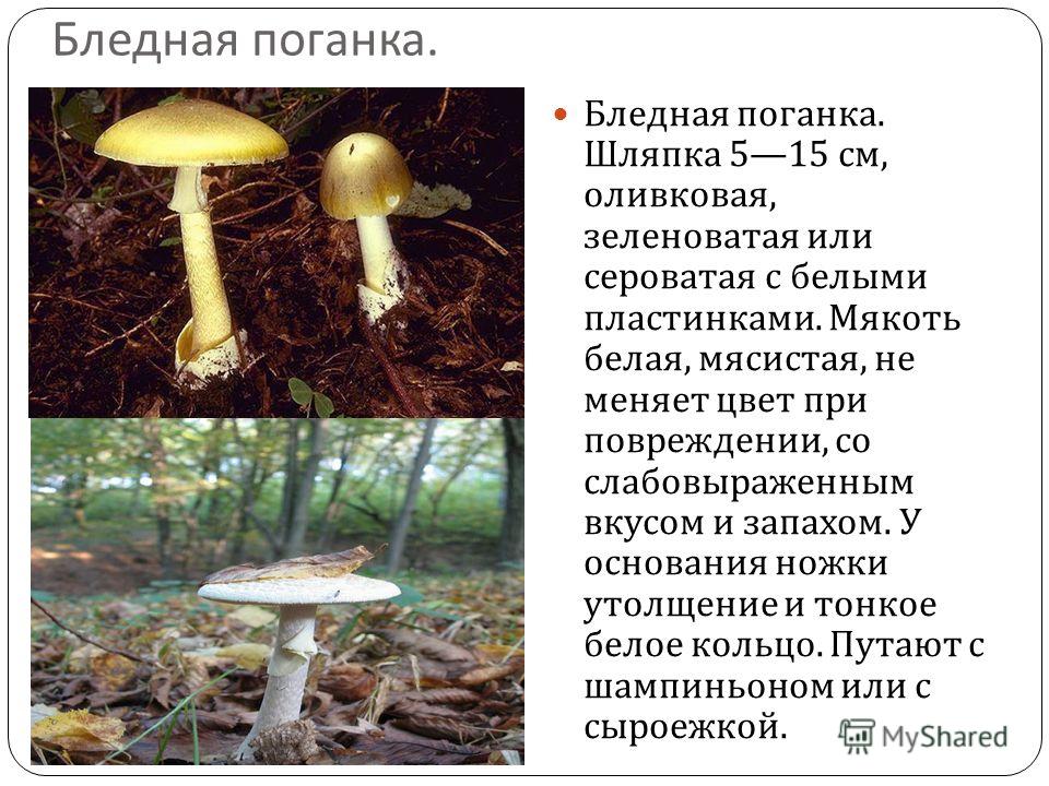 Белая поганка гриб фото и описание