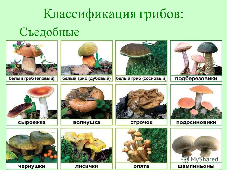 Условно съедобные грибы список названий и фото