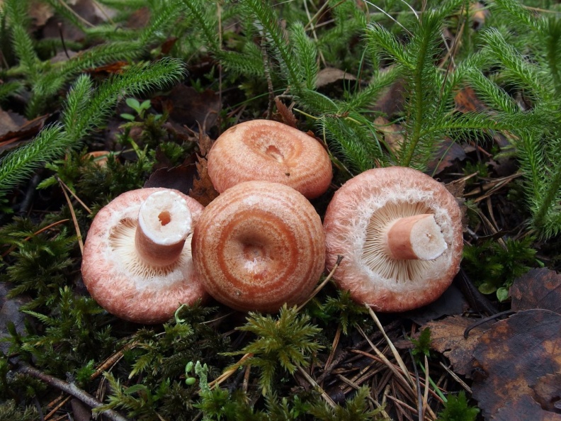Волнушка съедобный или нет. Волнушка розовая. Волнушки грибы. Волнушка розовая Lactárius torminósus. Lactarius torminosus – волнушка.