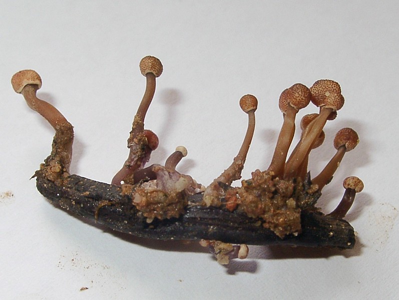 Спорынья группа грибов