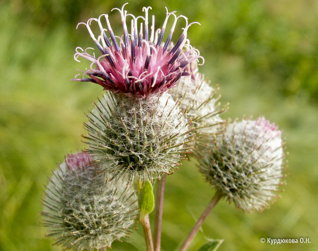 Фото репейника. Лопух паутинистый Arctium tomentosum. Лопух паутинистый Arctium tomentosum Mill.. Лопух войлочный Arctium tomentosum. Лопух паутинистый -Ārctium tomentōsum.