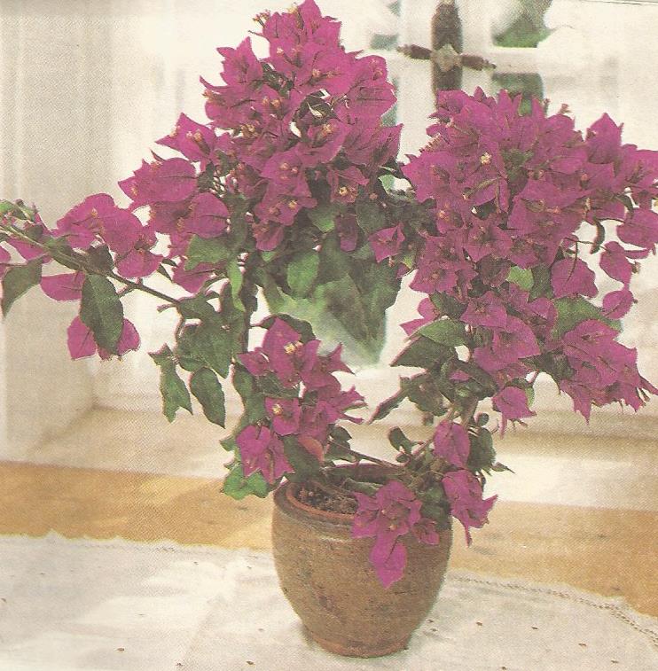 Бугенвиллия цветок фото и описание уход размножение