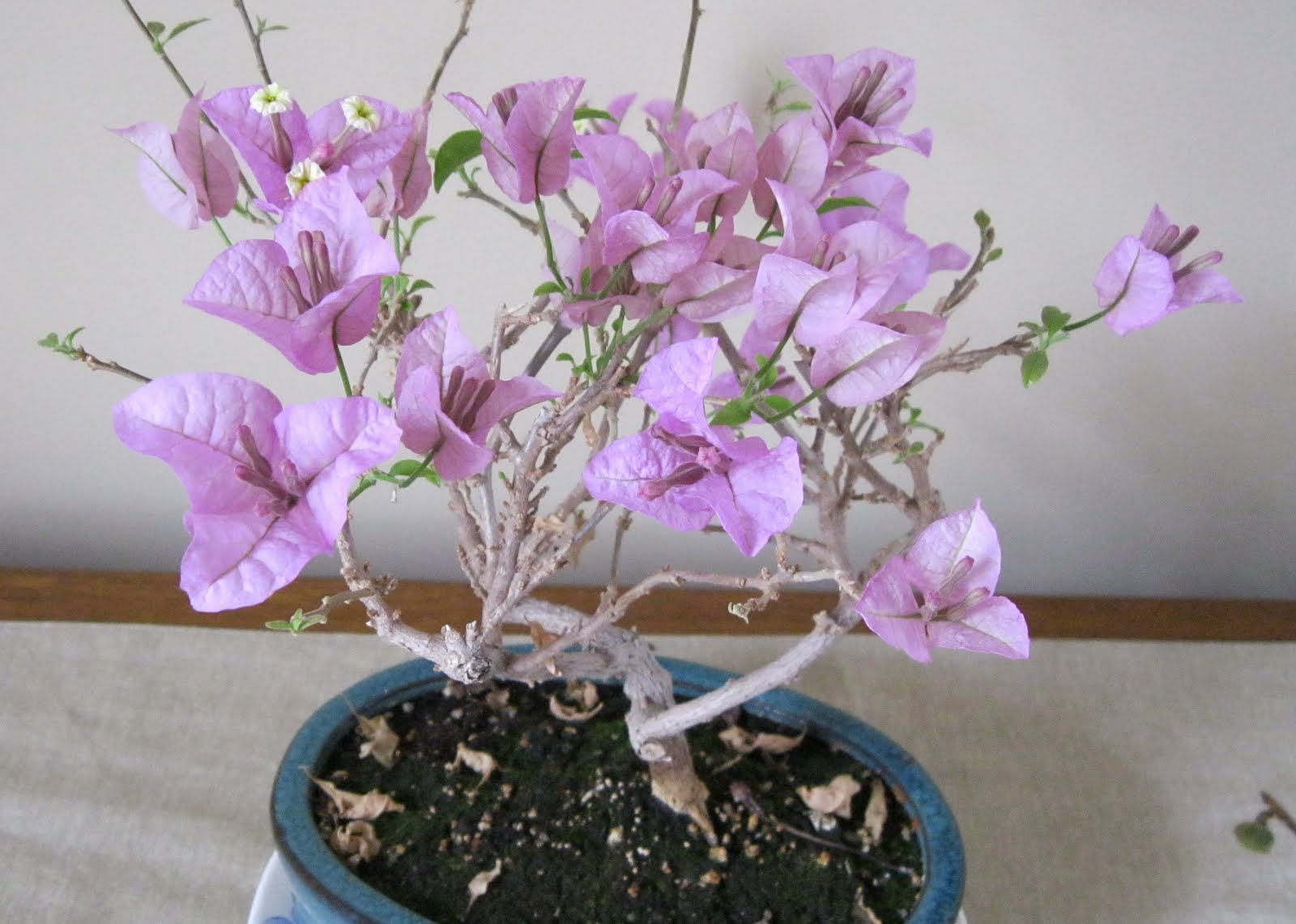 Бугенвиллия цветок фото и описание уход размножение