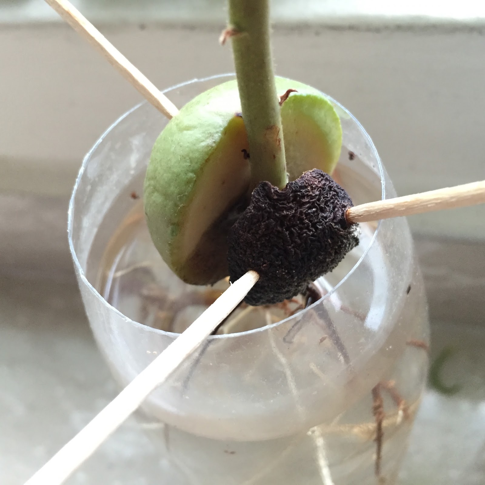 Как прорастает авокадо из косточки фото