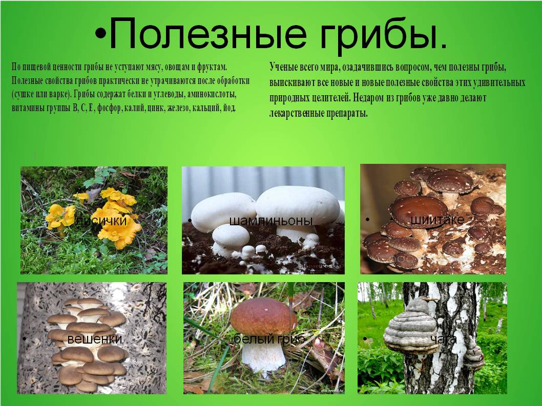 Польза есть грибы. Полезные грибы. Полезные грибы для человека. Что полезного в грибах лесных. Полезные и вредные грибы для человека.