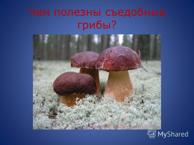 Чем полезен белый гриб для человека. Полезные грибы. Съедобные грибы. Самые полезные грибы. Что полезного в грибах лесных.