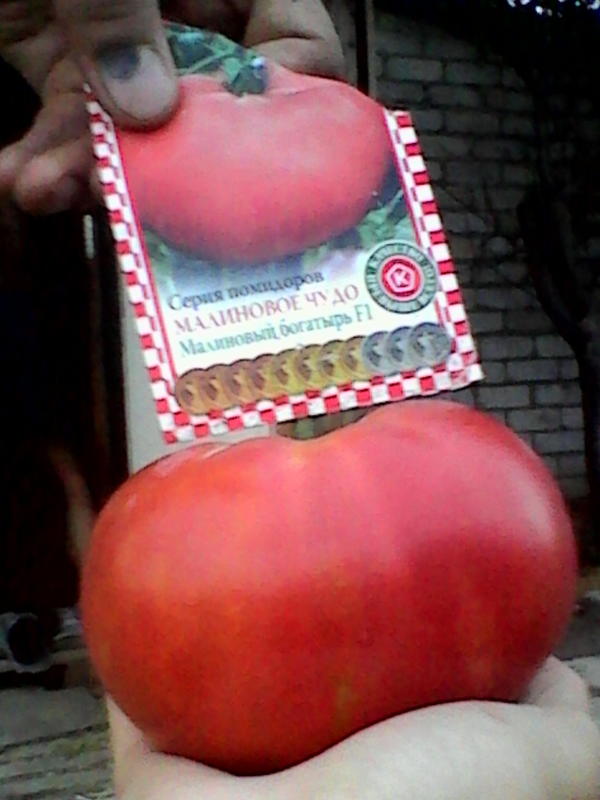помидор малиновый багатырь
