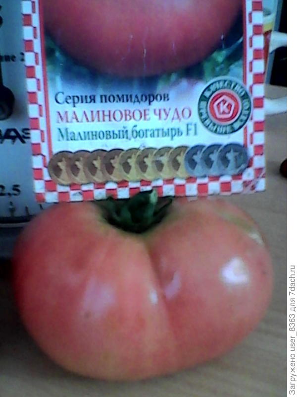 помидор семена  нпо россии малиновый Багатырь