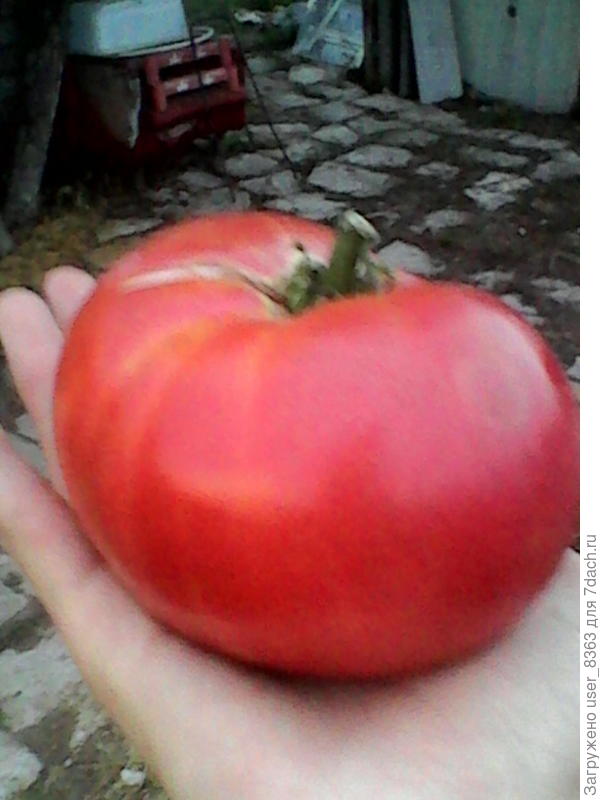 малиновый Багатырь помидор НПО России семена
