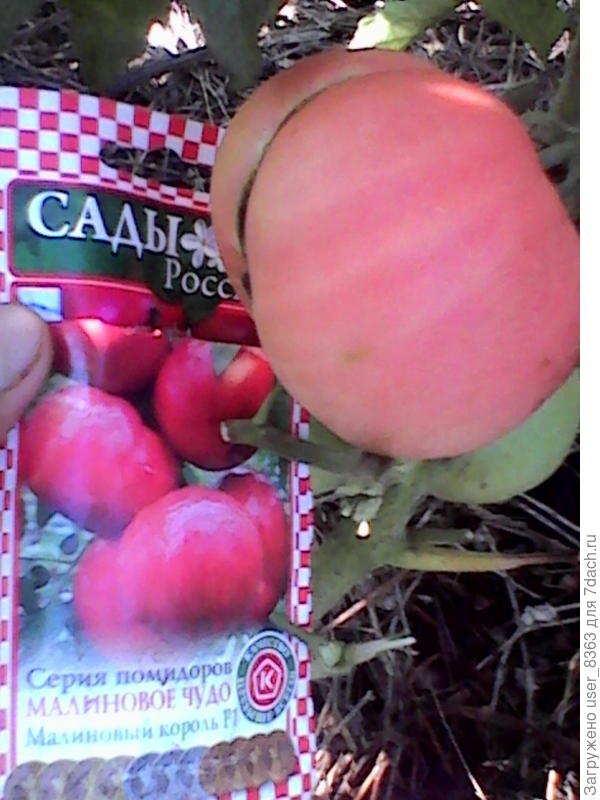 помидор малиновый Багатырь нпо россии