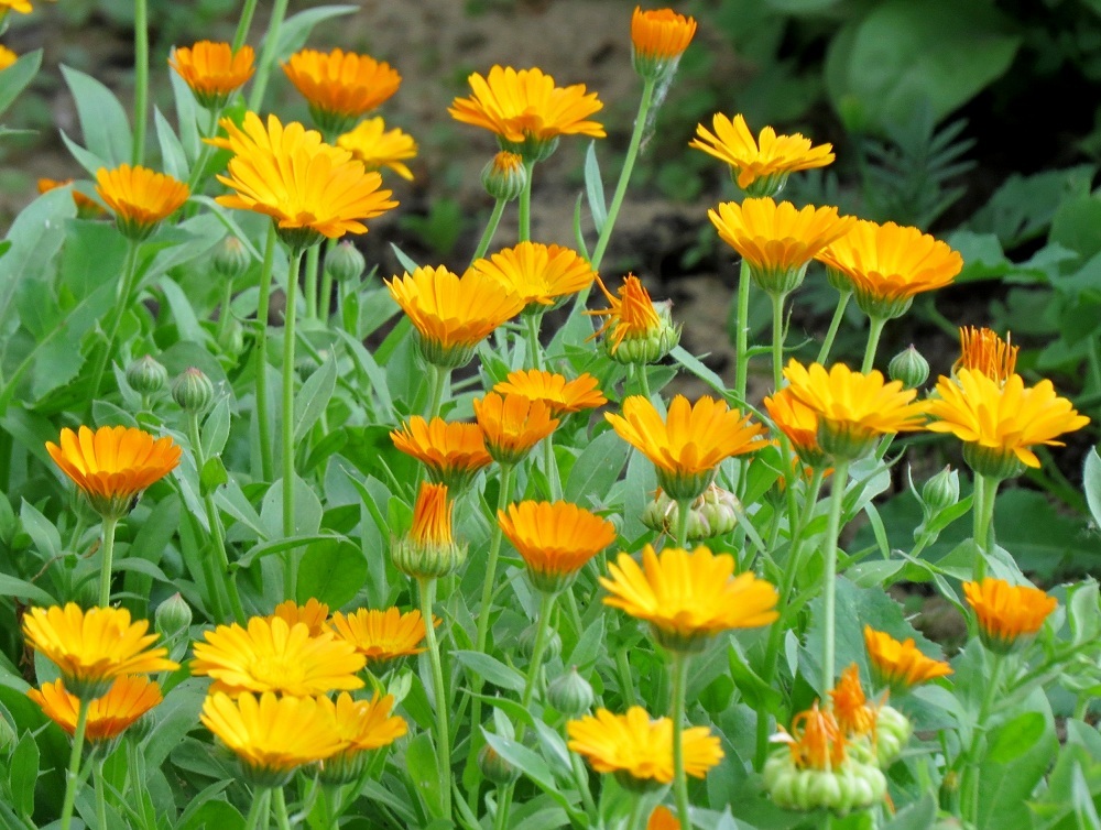 Календула лекарственная. Календула Лесная. Клумбовые цветы календула. Calendula officinalis l. календула лекарственная. Календула кустовая.