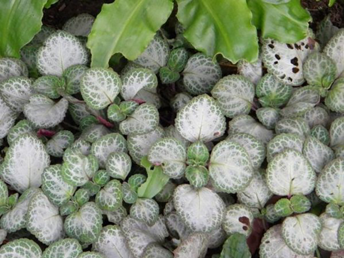 Uvongo – серебряно-белая поверхность листа окаймлена зеленой полосой