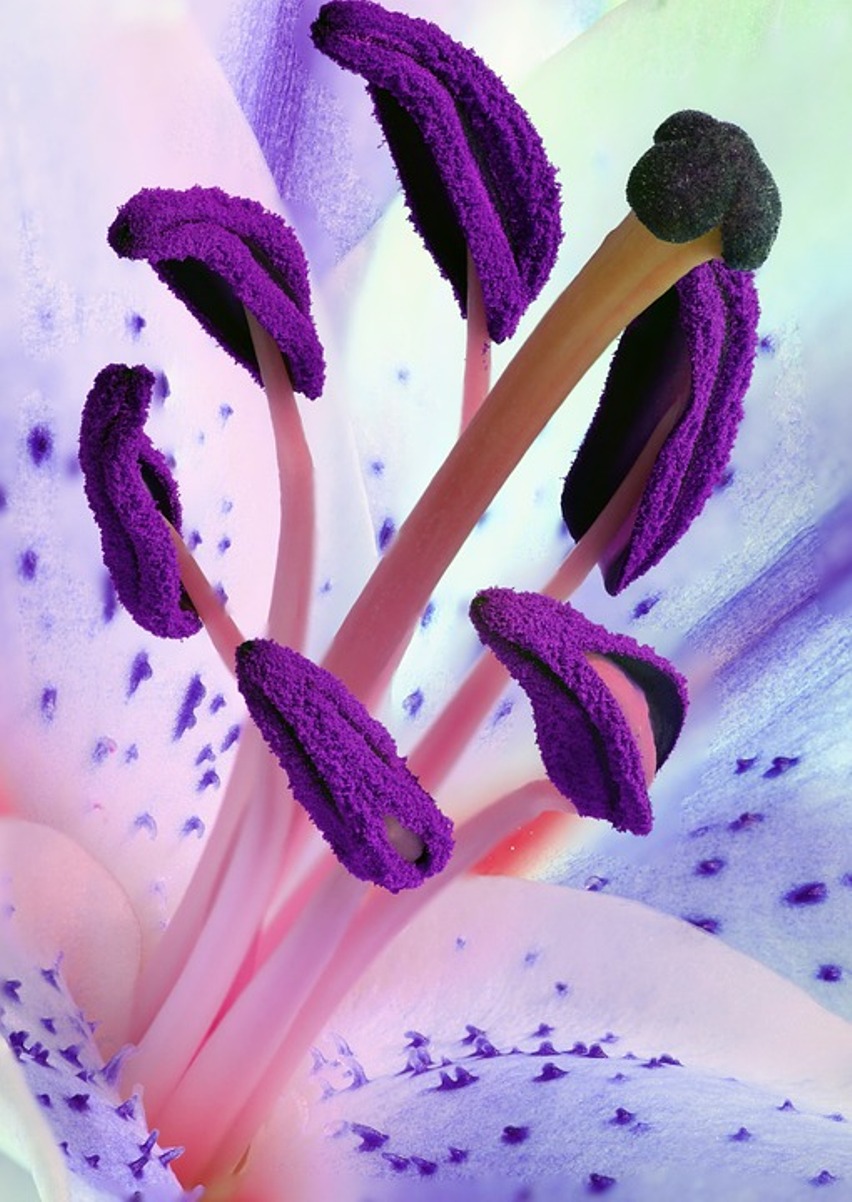 Лилия в цветочном горшке