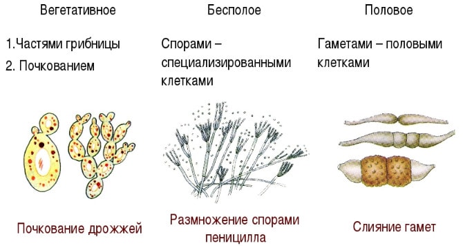 Размножение грибов