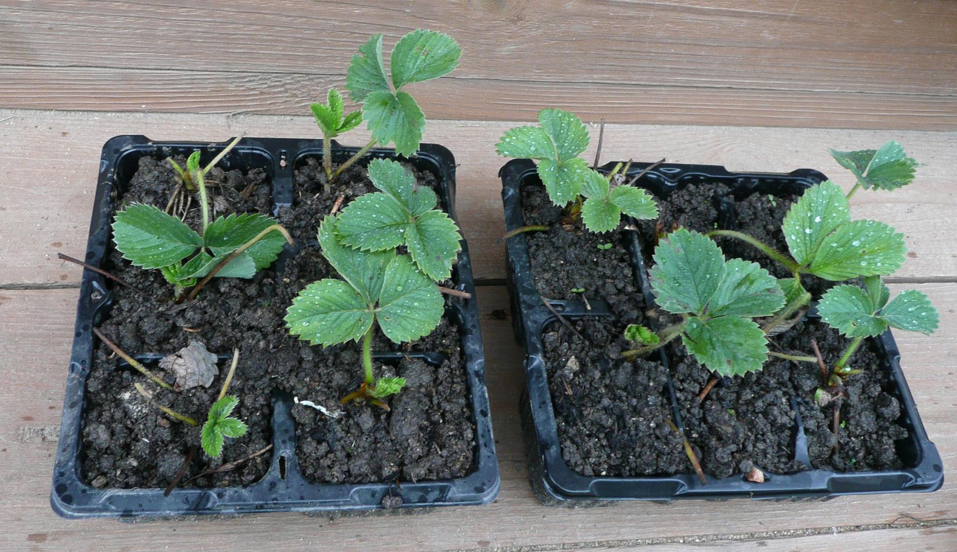 Выращивание клубники рассадой в домашних условиях
