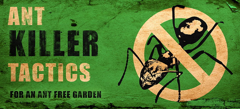 ant killer tactics for ant free garden