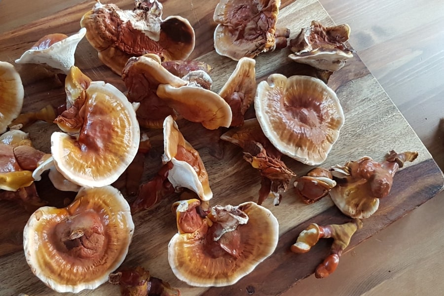 reishi medicinal mushrooms