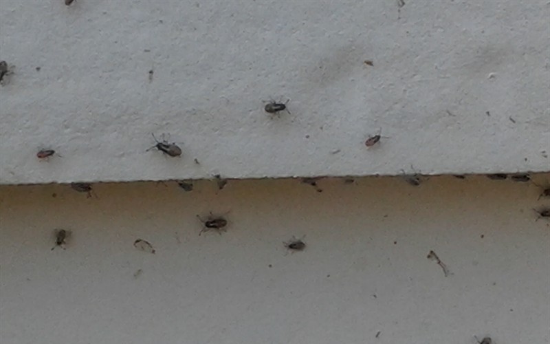 Зимой дома появилась муха