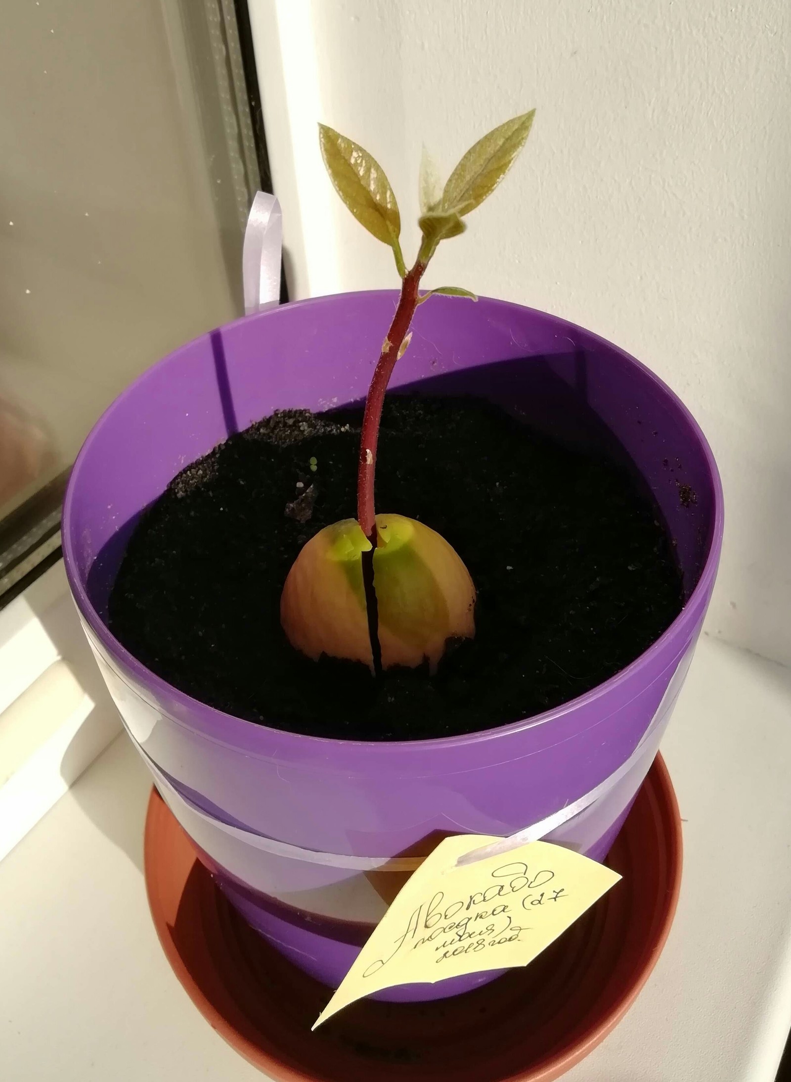 Как вырастить яблоню из семечка в домашних условиях с фото пошагово