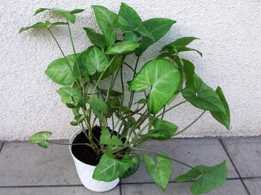 Сингониум является многолетним, быстрорастущим и вечнозелёным растением