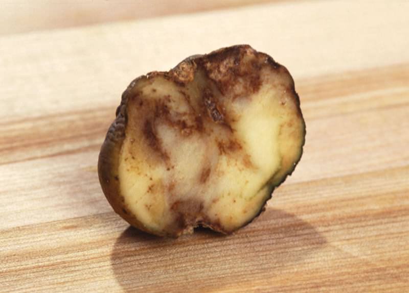 Одним из самых заразных и распространенных заболеваний картофеля является фитофтора