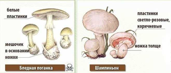 Чтобы вовремя распознать опасный гриб, нужно знать некоторые его особенности