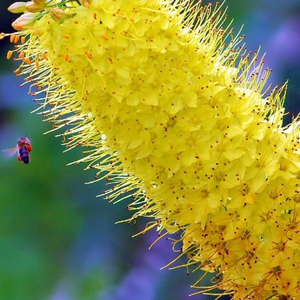 Эремурус - цветок необычайной красоты, способный украсить любой участок