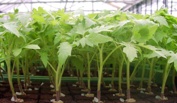 Гибрид сорта «Малиновое чудо» рекомендуется выращивать рассадным способом