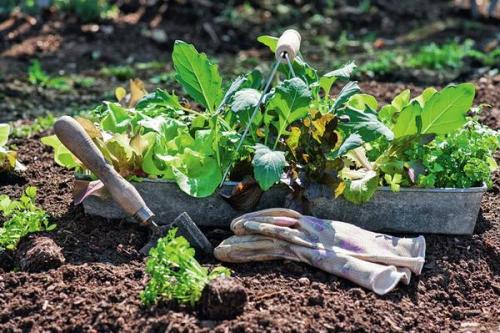Когда сажать овощи на огороде. Умный огород: севооборот и подбор «соседей» для ранних овощных культур