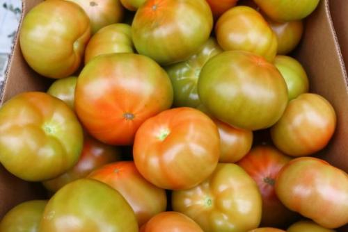 Дозревание помидоров в домашних условиях. Если помидоры не краснеют: дозаривание урожая в домашних условиях