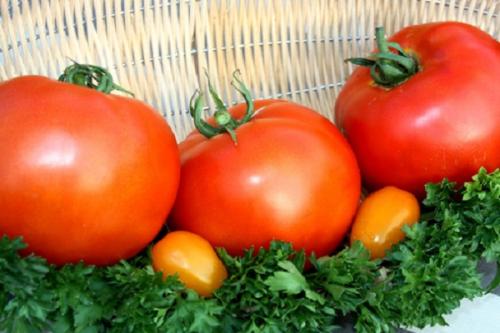 Сорта томатов для выращивания в теплицах в краснодарском крае. Сорта помидоров для теплиц Краснодарского края