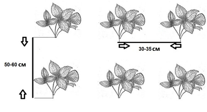 Схема посадки земляники садовой