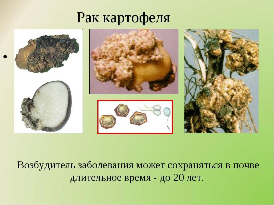 Раковый картофель. Раковые заболевания картофеля. Возбудителя болезни картофеля:.