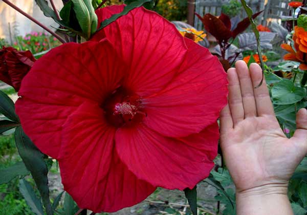 Огромный цветок садового гибискуса