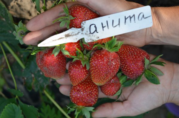 Сорт садовой земляники Анита