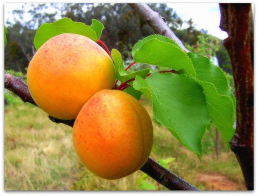 Плоды абрикоса Царский