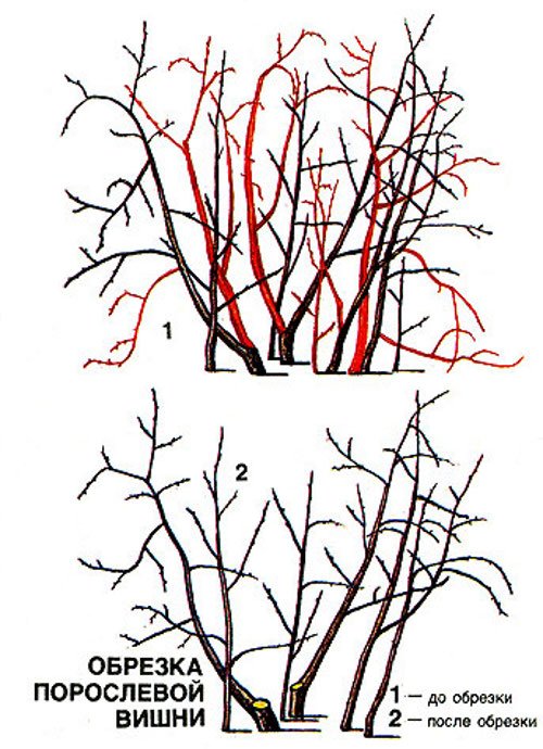 Обрезка вишни. Схема обрезки войлочной вишни. Обрезка войлочной вишни весной схема. Обрезка порослевой вишни. Обрезка порослевой Владимирской вишни.
