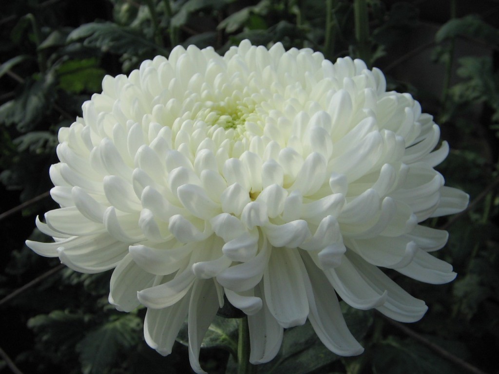 Белый цветок хризантемы отечественного сорта Анита