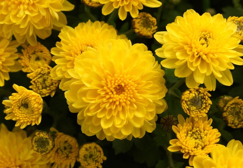 Желтые соцветия на корейской хризантеме сорта Мишель