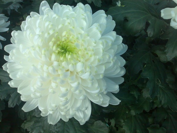 Крупный цветок хризантемы сорта Резолют