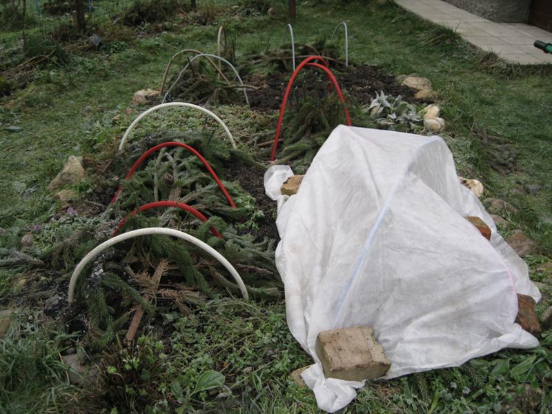 Укрытие садовых хризантем лапником в конце осени