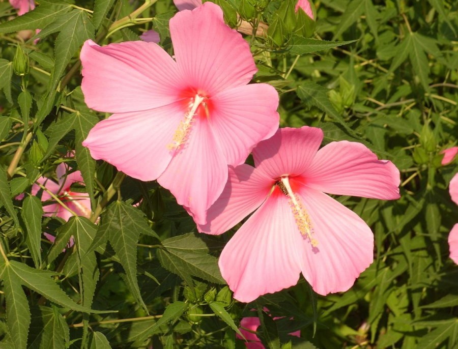 Светло-розовые цветки гибридного гибискуса